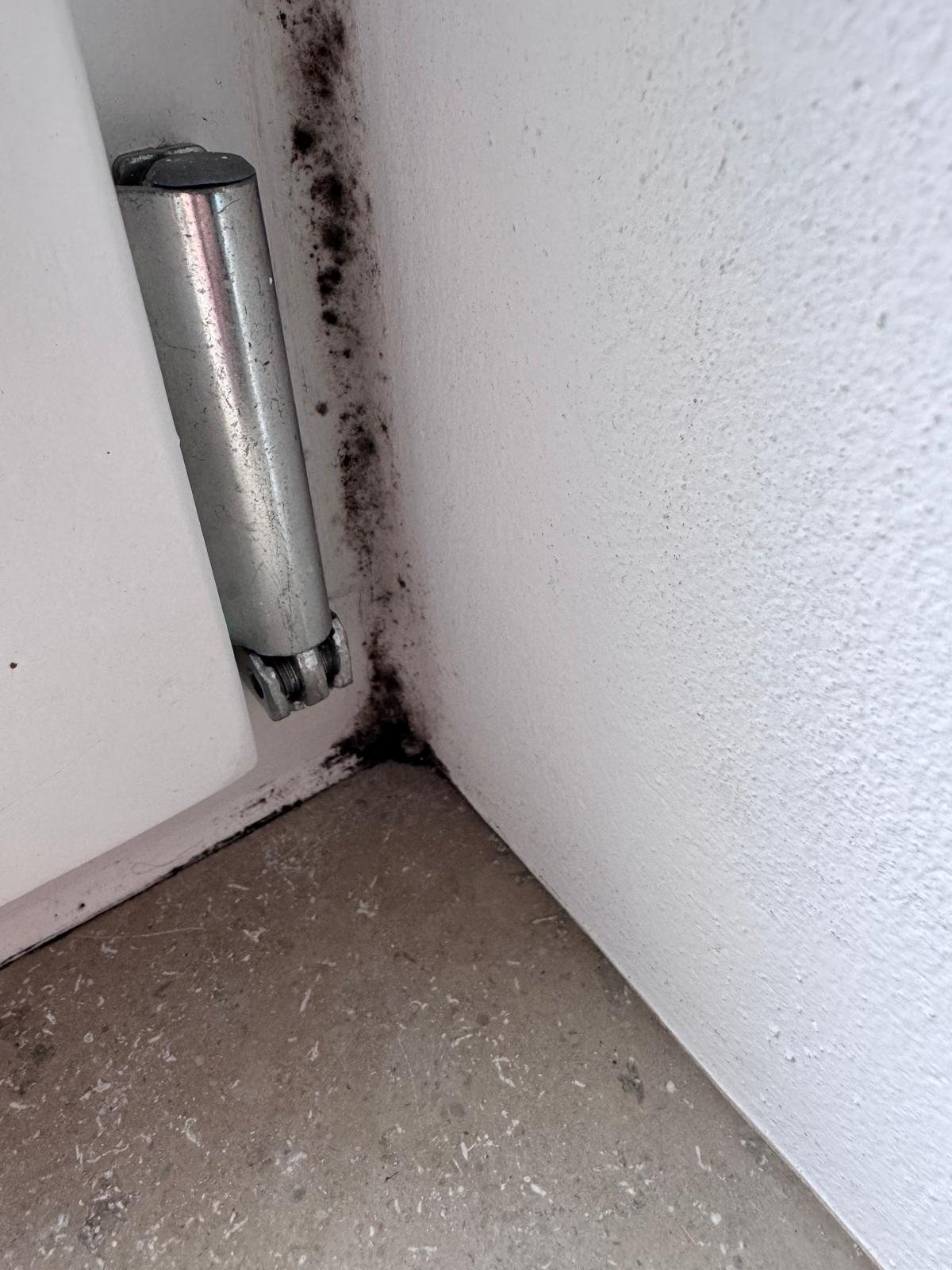 Schimmel in einer Zimmerecke